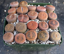 Load image into Gallery viewer, Lithops aucampiae
