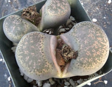 Load image into Gallery viewer, Lithops localis