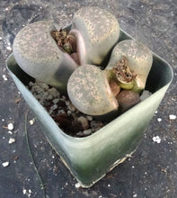 Load image into Gallery viewer, Lithops localis
