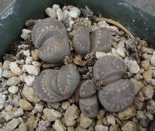 Load image into Gallery viewer, Lithops otzeniana