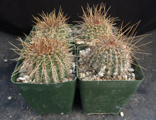 Load image into Gallery viewer, Lobivia aurea v sierragrandensis