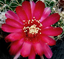 Load image into Gallery viewer, Lobivia cinnabarina