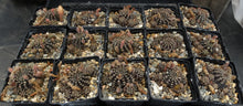Load image into Gallery viewer, Lobivia arachnacantha