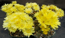 Load image into Gallery viewer, Lobivia tiegliana v. distefanoiana *Big clumps!*