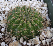 Load image into Gallery viewer, Lobivia saltensis Variegated