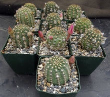 Load image into Gallery viewer, Lobivia winteriana