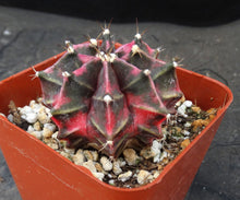 Load image into Gallery viewer, Gymnocalycium friedrichii Thai Variegate