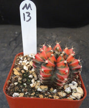 Load image into Gallery viewer, Gymnocalycium friedrichii Thai Variegate
