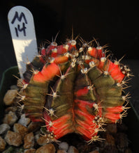 Load image into Gallery viewer, Gymnocalycium friedrichii Thai Variegate