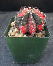 Load image into Gallery viewer, Gymnocalycium friedrichii Thai Variegate
