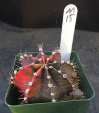 Load image into Gallery viewer, Gymnocalycium friedrichii Thai Variegate