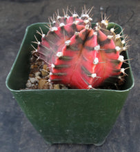 Load image into Gallery viewer, Gymnocalycium friedrichii Thai Variegate