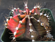 Load image into Gallery viewer, Gymnocalycium friedrichii Thai Variegate