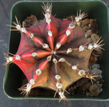Load image into Gallery viewer, Gymnocalycium friedrichii Thai Variegate