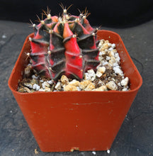 Load image into Gallery viewer, Gymnocalycium friedrichii Thai Variegate