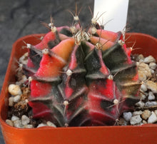 Load image into Gallery viewer, Gymnocalycium friedrichii Thai Variegate
