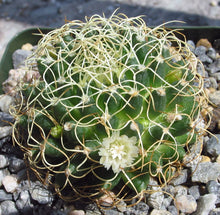 Load image into Gallery viewer, Mammillaria camptotricha var. marnier-lapsotollei