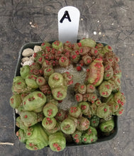 Load image into Gallery viewer, Mammillaria bocasana cv. 'Fred' *Own Roots*