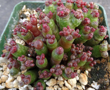 Load image into Gallery viewer, Mammillaria bocasana cv. 'Red Fred' *Own Roots*