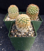 Load image into Gallery viewer, Mammillaria carmenae