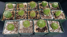 Load image into Gallery viewer, Mammillaria camptotricha var. marnier-lapsotollei