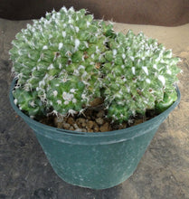 Load image into Gallery viewer, Mammillaria bucareliensis cv. 'Erusamu' Variegated *Larger Plant*