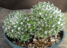 Load image into Gallery viewer, Mammillaria bucareliensis cv. 'Erusamu' Variegated *Larger Plant*