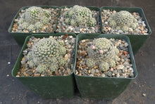Load image into Gallery viewer, Mammillaria schiedeana ssp. giselae