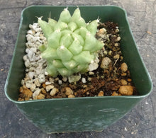 Load image into Gallery viewer, Mammillaria longimamma Monstrose