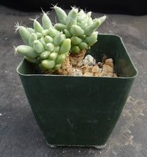 Load image into Gallery viewer, Mammillaria longimamma Monstrose