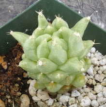 Load image into Gallery viewer, Mammillaria longimamma Monstrose