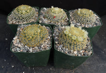 Load image into Gallery viewer, Mammillaria schiedeana