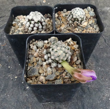 Load image into Gallery viewer, Mammillaria theresae