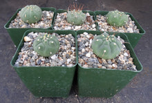 Load image into Gallery viewer, Matucana madinsoriorum