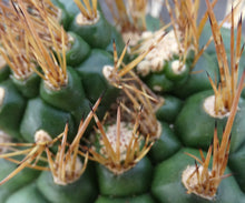 Load image into Gallery viewer, Matucana oreodoxa *Larger Plant*