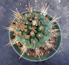 Load image into Gallery viewer, Matucana oreodoxa *Larger Plant*