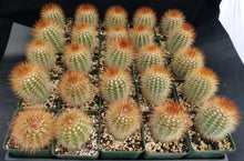 Load image into Gallery viewer, Melocactus perezassoi