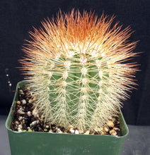 Load image into Gallery viewer, Melocactus perezassoi