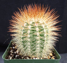 Load image into Gallery viewer, Melocactus perezassoi
