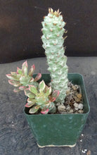 Load image into Gallery viewer, Monadenium stapelioides 'variegata' Variegated