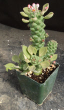 Load image into Gallery viewer, Monadenium ritchei (Euphorbia)