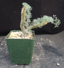 Load image into Gallery viewer, Sarcocaulon peniculine