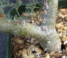 Load image into Gallery viewer, Sarcocaulon peniculine