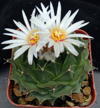 Load image into Gallery viewer, Obregonia denegrei Artichoke Cactus *Big Plant* 4.5" diameter
