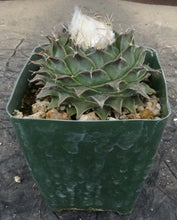 Load image into Gallery viewer, Obregonia denegrei *Artichoke Cactus*
