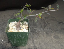 Load image into Gallery viewer, Operculicarya pachypus (root cutting)