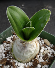 Load image into Gallery viewer, Ornithogalum fimbrimarginatum