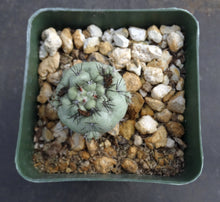 Load image into Gallery viewer, Ortegocactus macdougallii