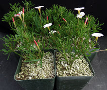 Load image into Gallery viewer, Oxalis versicolor *Candy Cane Flowers*