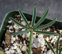 Load image into Gallery viewer, Oxalis namaquana